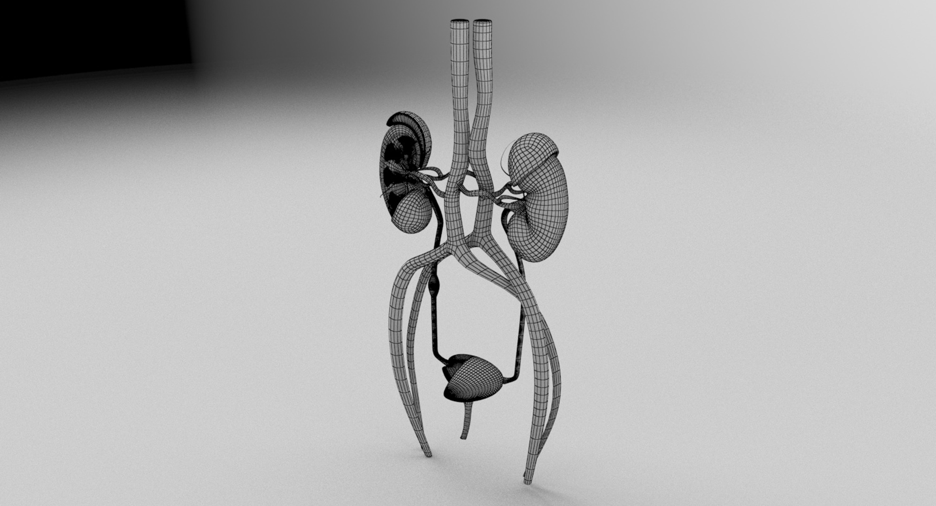 3D anatomy female urinary tract https://p.turbosquid.com/ts-thumb/Yi/ragsKY/KKHwDLEN/kidney_turntable3_wire/jpg/1523881834/1920x1080/turn_fit_q99/33c6b5746bc99653c89e406462dc46aa3984130b/kidney_turntable3_wire-1.jpg