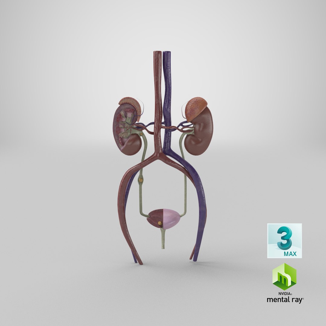 3D anatomy female urinary tract https://p.turbosquid.com/ts-thumb/Yi/ragsKY/LOK6j9T4/render.0001/png/1524253132/1920x1080/fit_q87/9fe76027d682717cc0981ec05c7b3089b12e3c98/render.0001.jpg