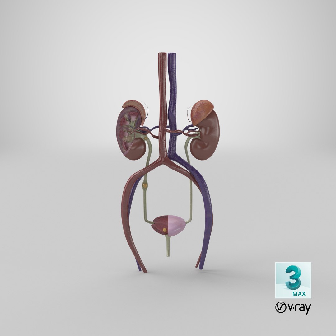 3D anatomy female urinary tract https://p.turbosquid.com/ts-thumb/Yi/ragsKY/MtaLpS64/render.0001/png/1524253127/1920x1080/fit_q87/54fcc12173f997d1b0be29cd4377f14014154e5b/render.0001.jpg