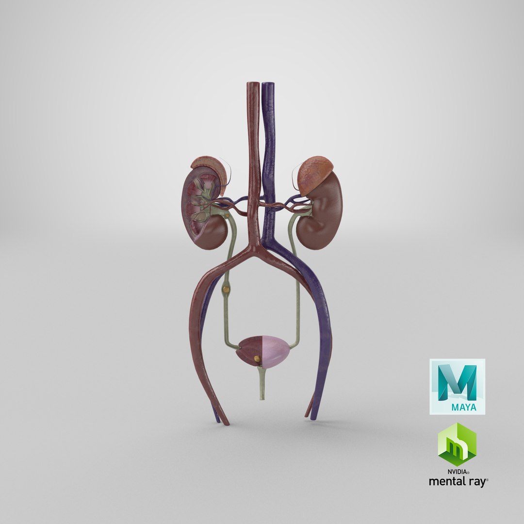 3D anatomy female urinary tract https://p.turbosquid.com/ts-thumb/Yi/ragsKY/NnSi4xxc/render.0001/png/1524253124/1920x1080/fit_q87/9b314e20bf310736cee02dd8924ea3b05fdce9cd/render.0001.jpg