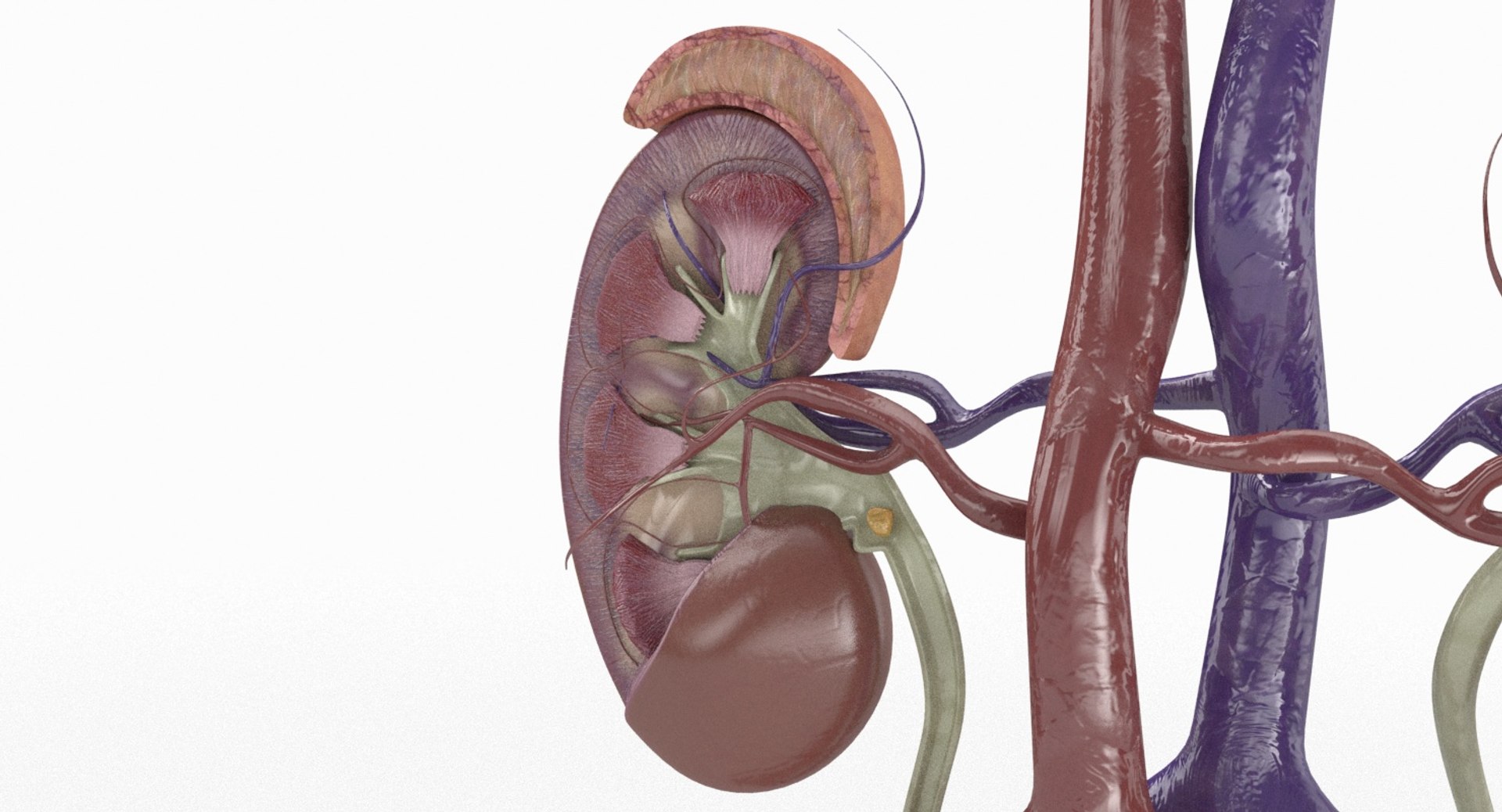 3D anatomy female urinary tract https://p.turbosquid.com/ts-thumb/Yi/ragsKY/OpG6o5tS/kidney_renderings_0001/jpg/1523881613/1920x1080/fit_q87/6ca4da6b62eaef3f2a243285fdc21421d5987149/kidney_renderings_0001.jpg