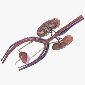 Female Urinary Tract