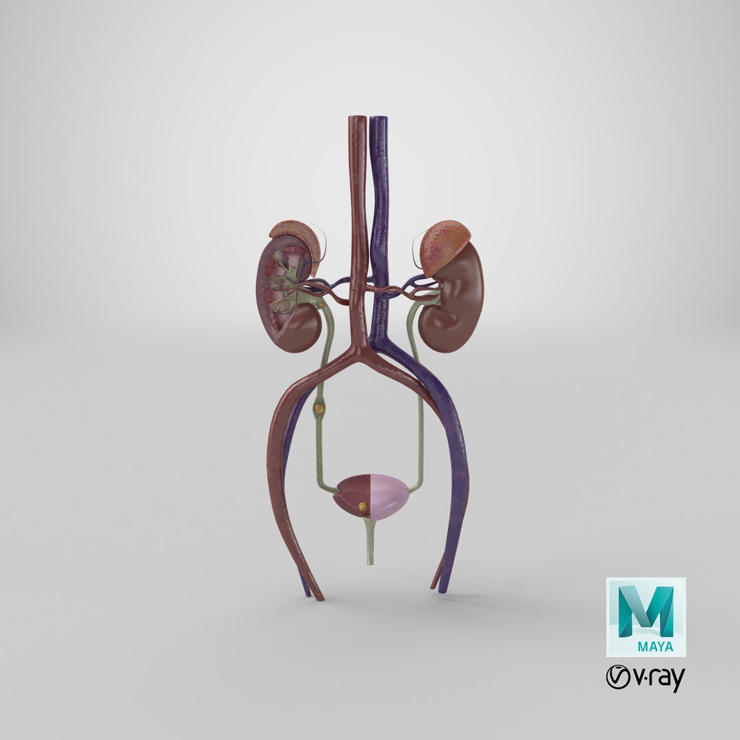 3D anatomy female urinary tract https://p.turbosquid.com/ts-thumb/Yi/ragsKY/TpPLAuVp/render.0001/png/1524253119/1920x1080/fit_q87/e22d640b8e88a947c95bebb167c35a039901abfe/render.0001.jpg