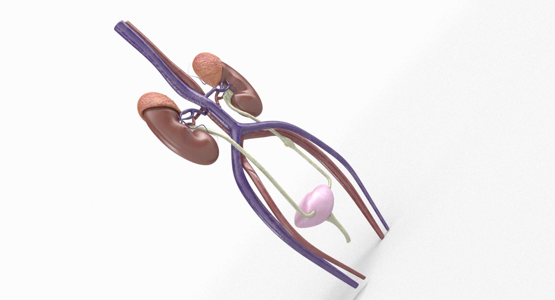 3D anatomy female urinary tract https://p.turbosquid.com/ts-thumb/Yi/ragsKY/emJkLFJ2/kidney_renderings_0003/jpg/1523881614/1920x1080/fit_q87/373a75a2d1e943ccc5dedd2fee337d4565b3f296/kidney_renderings_0003.jpg