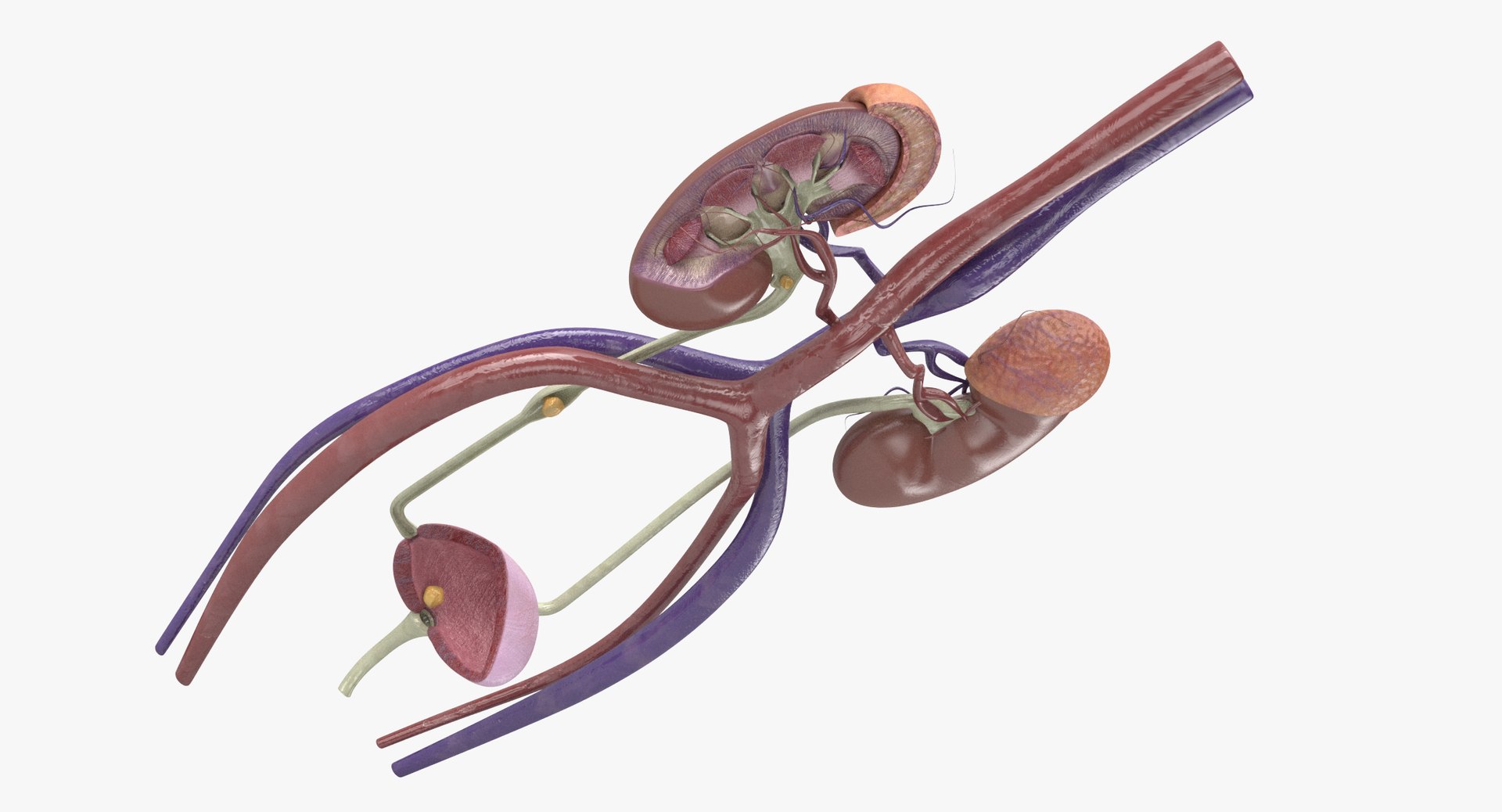 3D anatomy female urinary tract https://p.turbosquid.com/ts-thumb/Yi/ragsKY/gQNcOMn8/front2/png/1523881559/1920x1080/fit_q87/28354d1942663d940c9968e75baabe5bf782e290/front2.jpg