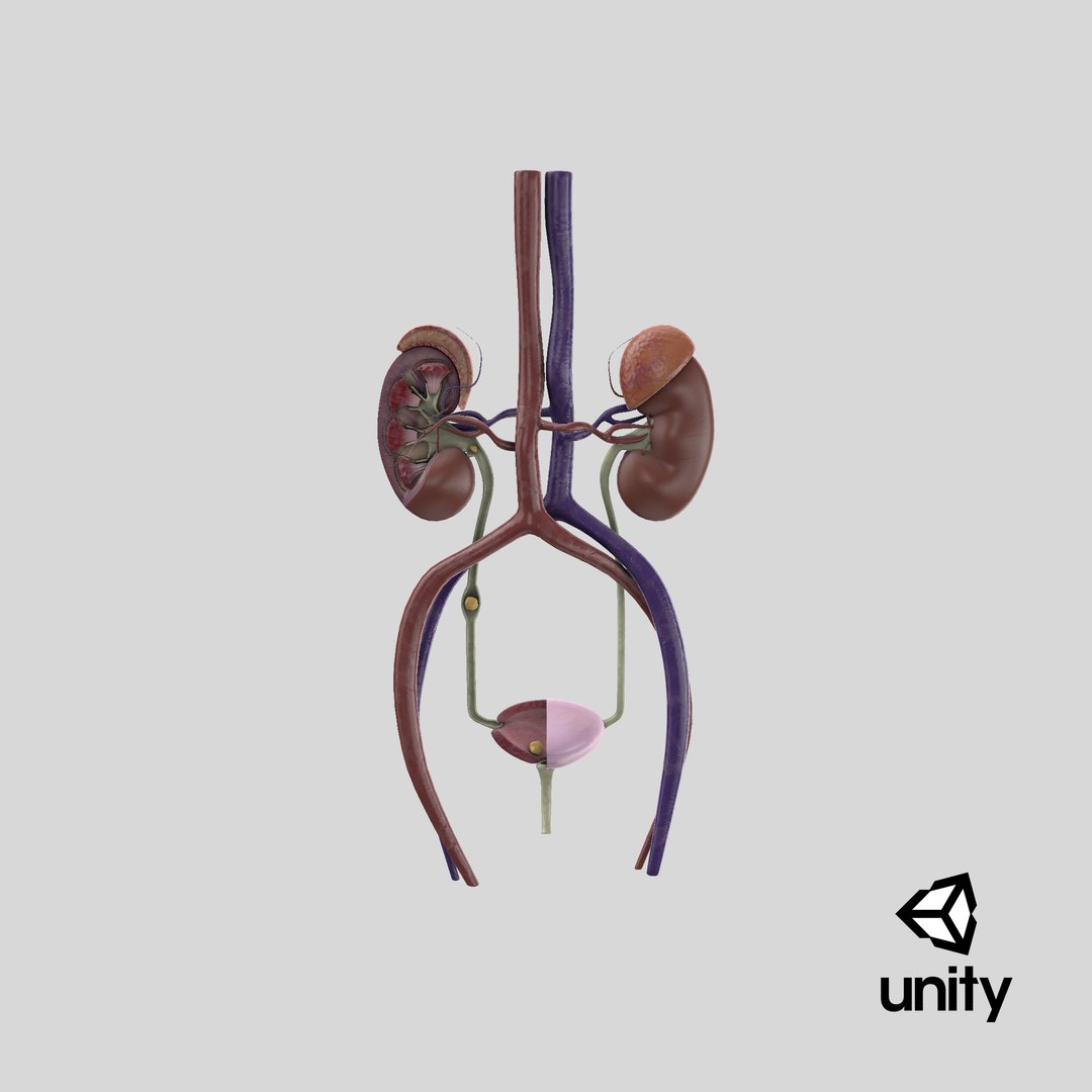3D anatomy female urinary tract https://p.turbosquid.com/ts-thumb/Yi/ragsKY/m43GTz2D/unity_capture/png/1524253143/1920x1080/fit_q87/8af55d8cbcf972bdf3307e78ec8fda6487e6a5e3/unity_capture.jpg