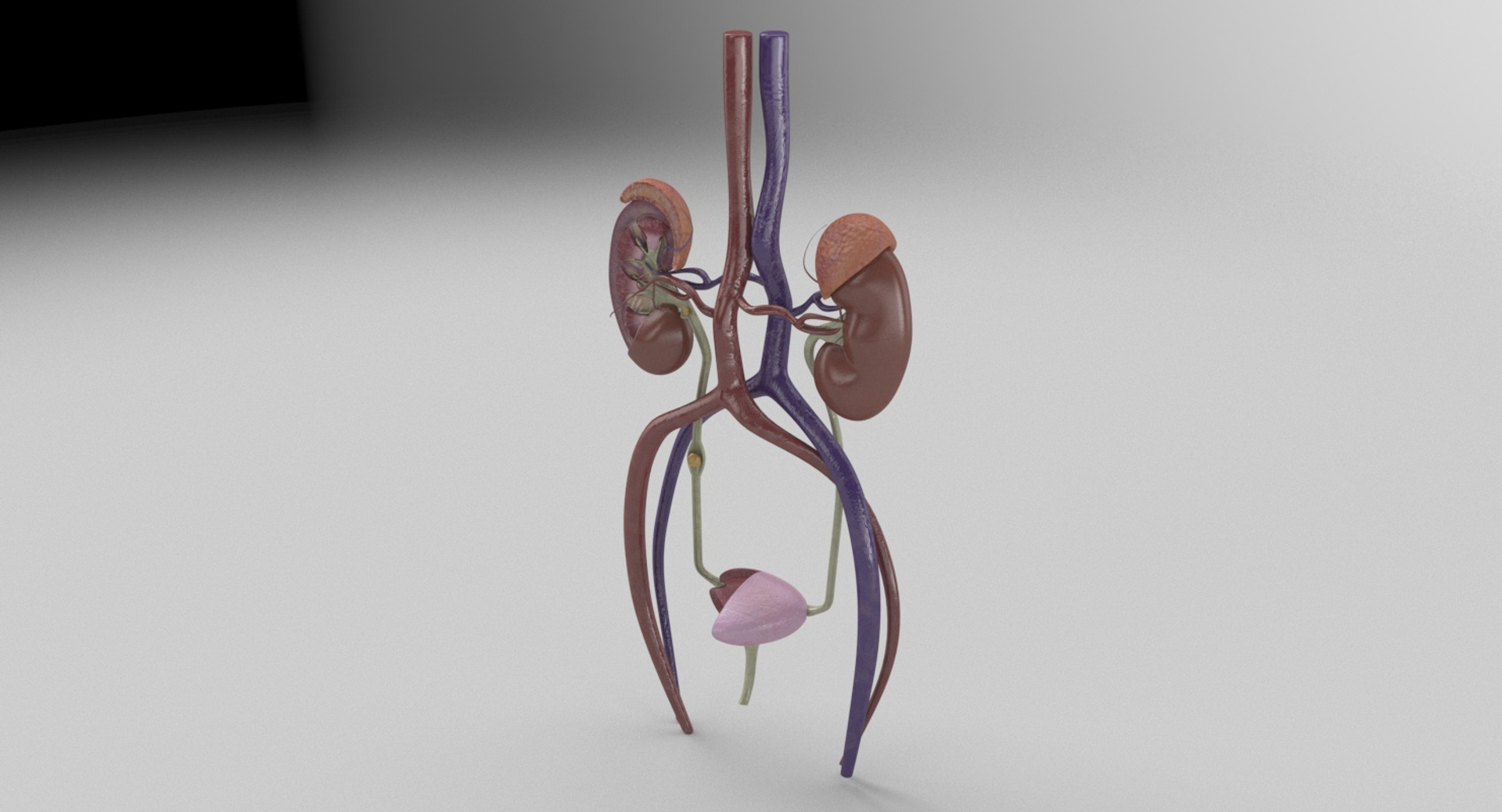 3D anatomy female urinary tract https://p.turbosquid.com/ts-thumb/Yi/ragsKY/mDsEQaQi/kidney_turntable/jpg/1523881914/1920x1080/turn_fit_q99/8b8f5bd7c1fd6e85ff2b1fe7b9195263fa28c4dc/kidney_turntable-1.jpg