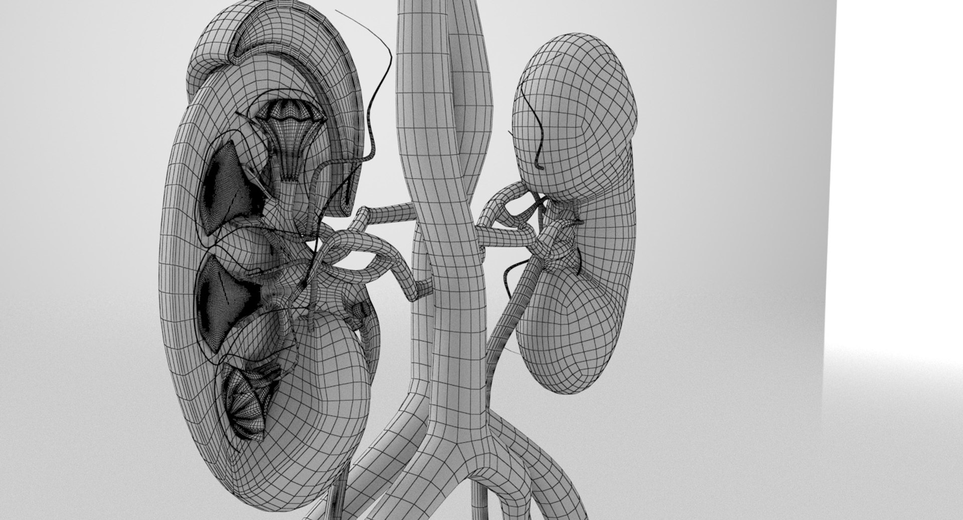 3D anatomy female urinary tract https://p.turbosquid.com/ts-thumb/Yi/ragsKY/mtmWS9qj/kidney_renderings_wire_0005/jpg/1523881614/1920x1080/fit_q87/3ba7bf66906e93222a85f421fcce5babbb23e37f/kidney_renderings_wire_0005.jpg