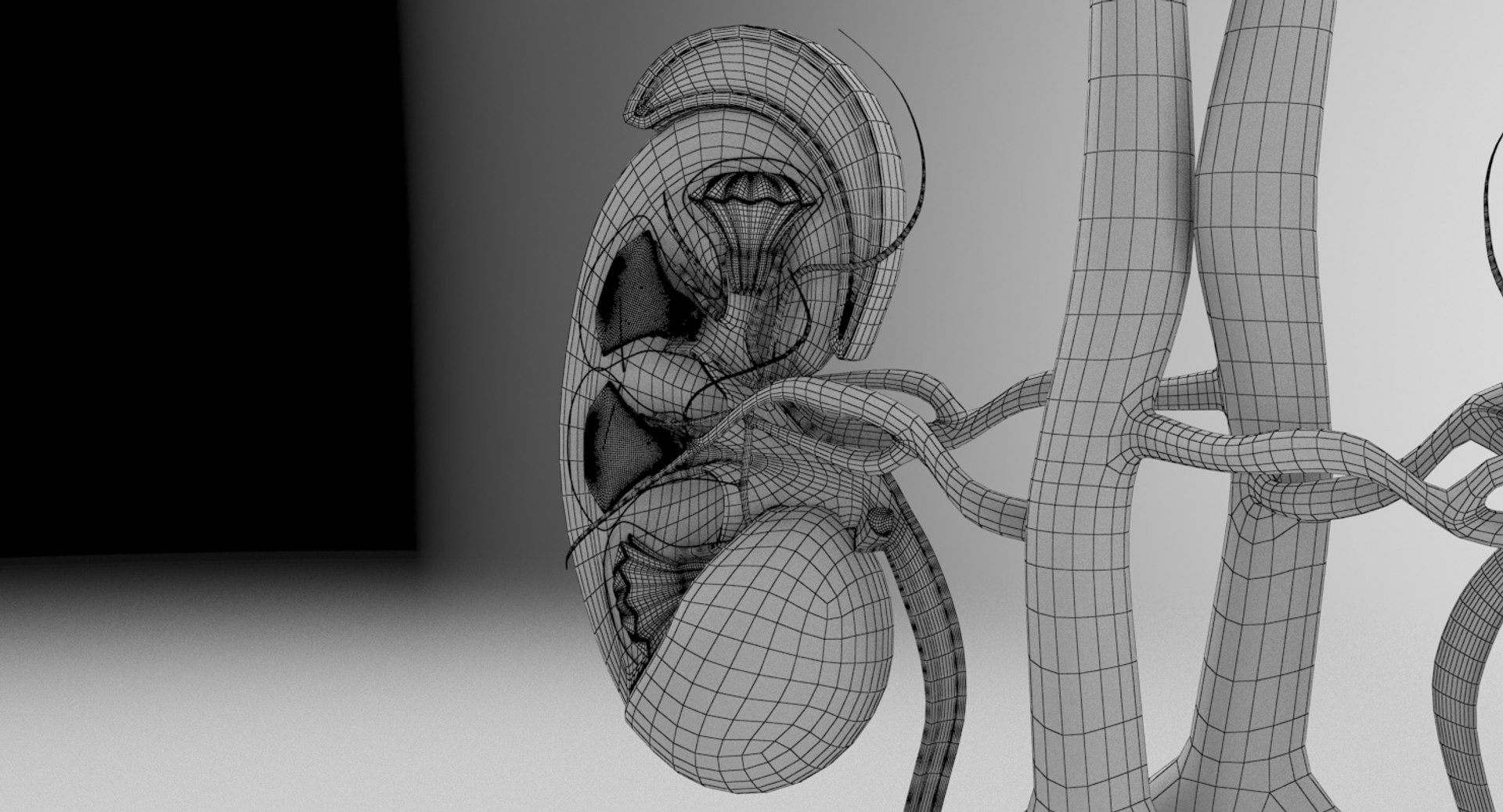 3D anatomy female urinary tract https://p.turbosquid.com/ts-thumb/Yi/ragsKY/nvK2By1S/kidney_renderings_wire_0001/jpg/1523881614/1920x1080/fit_q87/dc5ce0968ddc8a8f192b5b98a50f1d1090496ce5/kidney_renderings_wire_0001.jpg