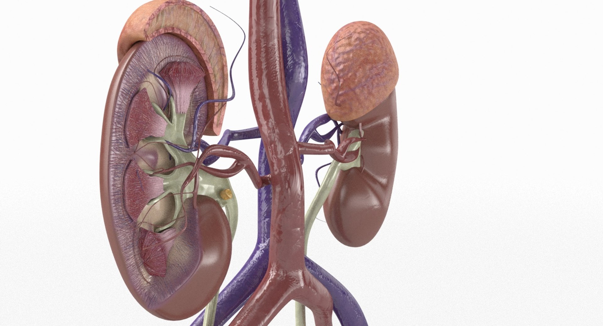 3D anatomy female urinary tract https://p.turbosquid.com/ts-thumb/Yi/ragsKY/or8IgLDt/kidney_renderings_0005/jpg/1523881614/1920x1080/fit_q87/c4b0d50b797b6955b9f37581112364eaec098e32/kidney_renderings_0005.jpg
