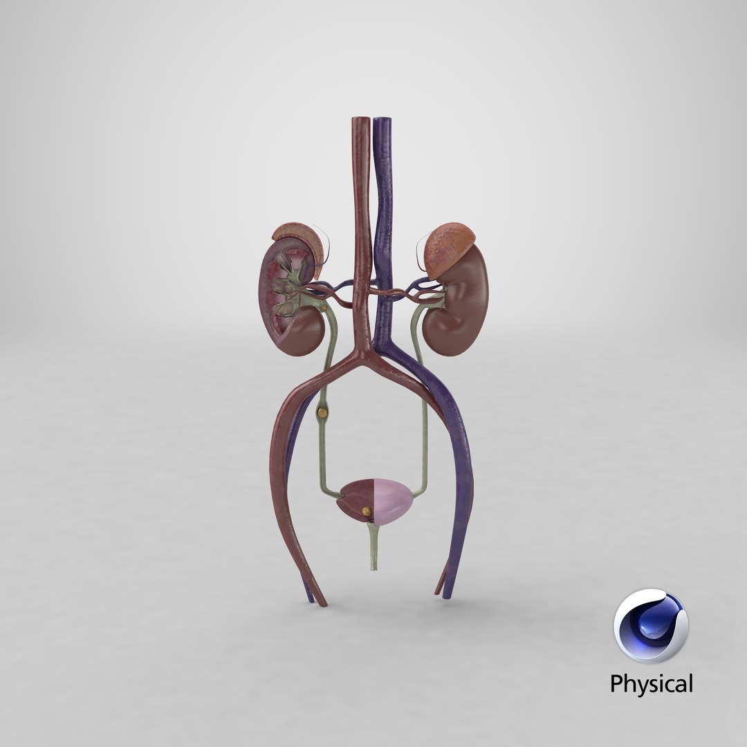 3D anatomy female urinary tract https://p.turbosquid.com/ts-thumb/Yi/ragsKY/pXVgv3x6/render.0001/png/1524253136/1920x1080/fit_q87/210eda32061bfe8647af793e75c4a2c1b5fda977/render.0001.jpg