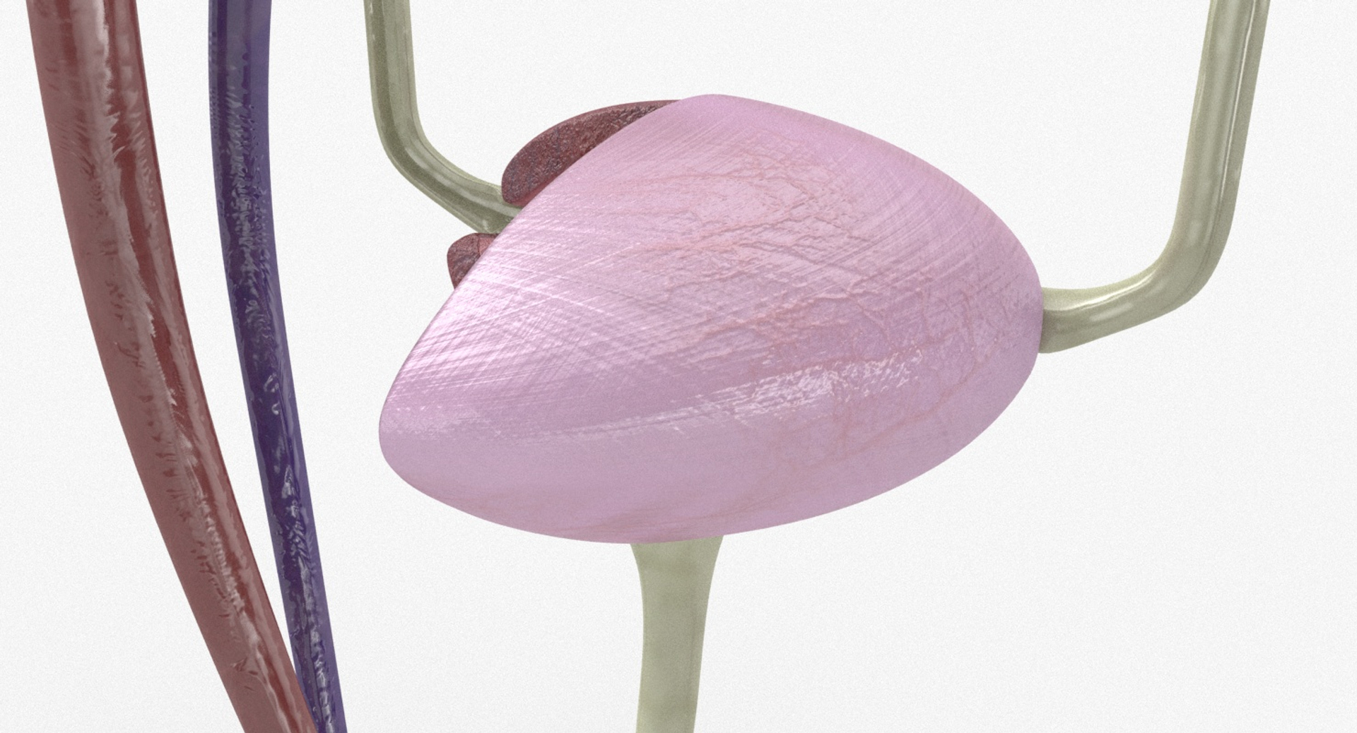 3D anatomy female urinary tract https://p.turbosquid.com/ts-thumb/Yi/ragsKY/r5oMPixB/kidney_turntable3/jpg/1523910021/1920x1080/turn_fit_q99/c2fb314cf001c88ef80ca97a6841a885a04f68e8/kidney_turntable3-1.jpg