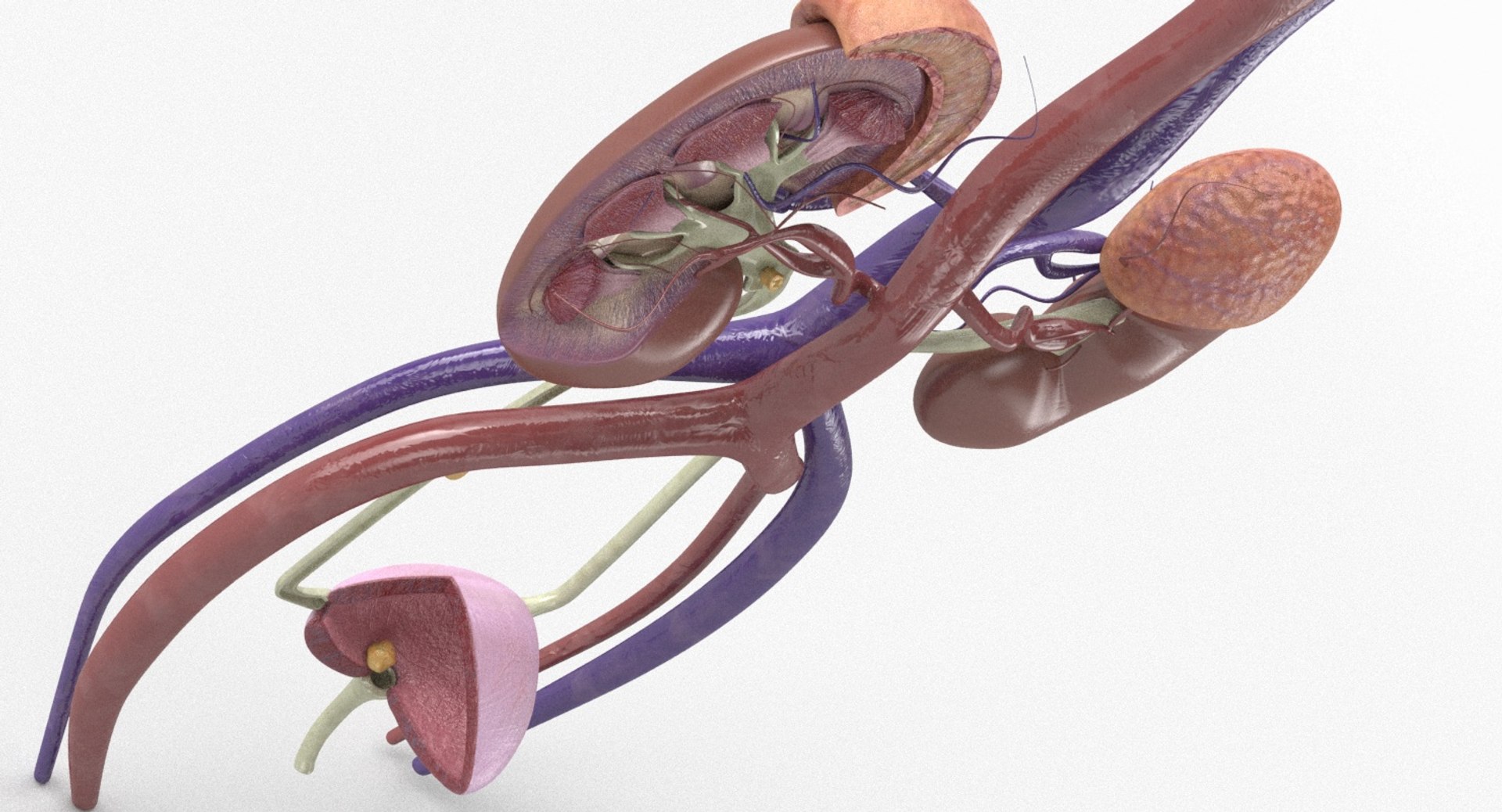 3D anatomy female urinary tract https://p.turbosquid.com/ts-thumb/Yi/ragsKY/rDQpSrzK/kidney_renderings_0002/jpg/1523881614/1920x1080/fit_q87/f1026df166de2b6f61bac3aef0dd1b157f35b4c3/kidney_renderings_0002.jpg