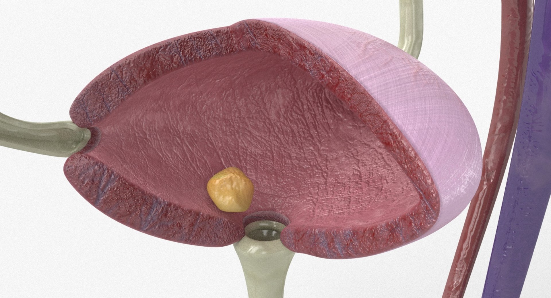 3D anatomy female urinary tract https://p.turbosquid.com/ts-thumb/Yi/ragsKY/vIdHtbu2/kidney_renderings_0000/jpg/1523881613/1920x1080/fit_q87/fe1ce3d18aafcea7ac1bdd1dc93ea527d06efab3/kidney_renderings_0000.jpg