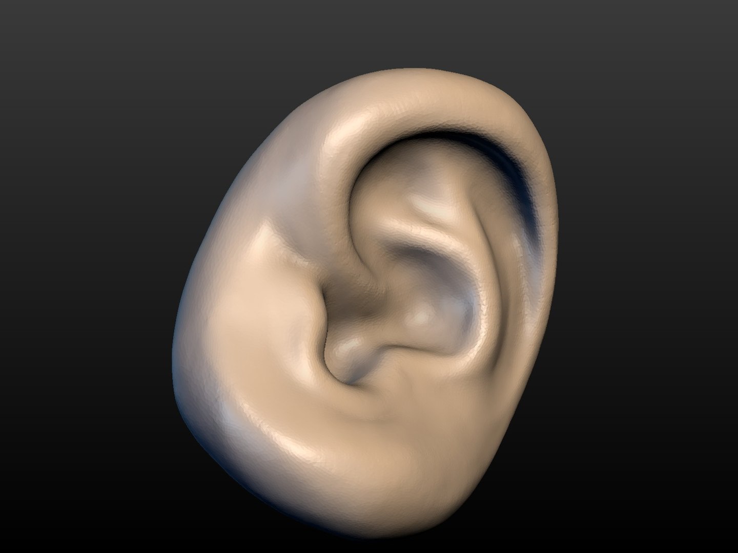 Ear 3D - TurboSquid 1281139