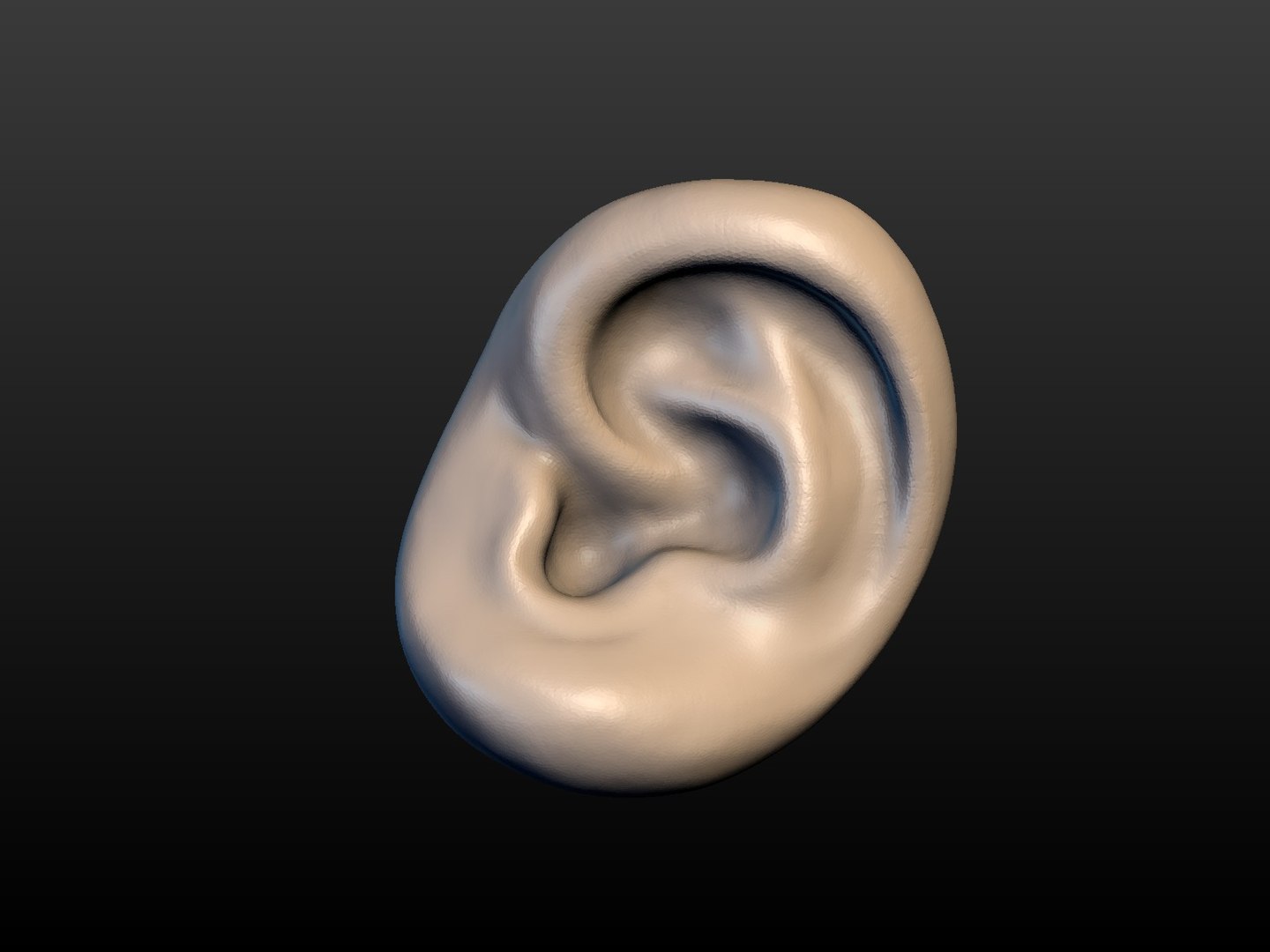 Ear 3D - TurboSquid 1281139