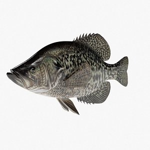 Black Crappie 3D model