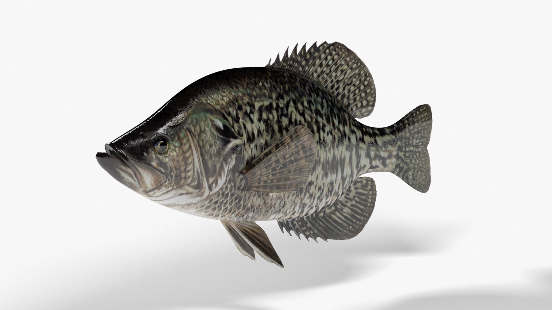 200 Crappie Stock Photos  Free  RoyaltyFree Stock Photos from Dreamstime