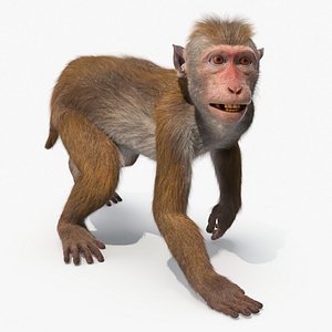 Wild Rhesus Monkey Light Brown Fur Rigged