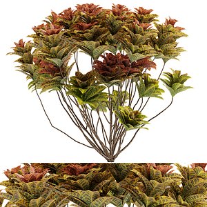 Croton plants - 08 3D model