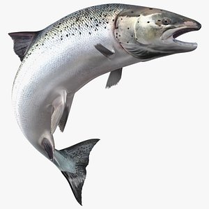 Atlantic Salmon Jump Pose
