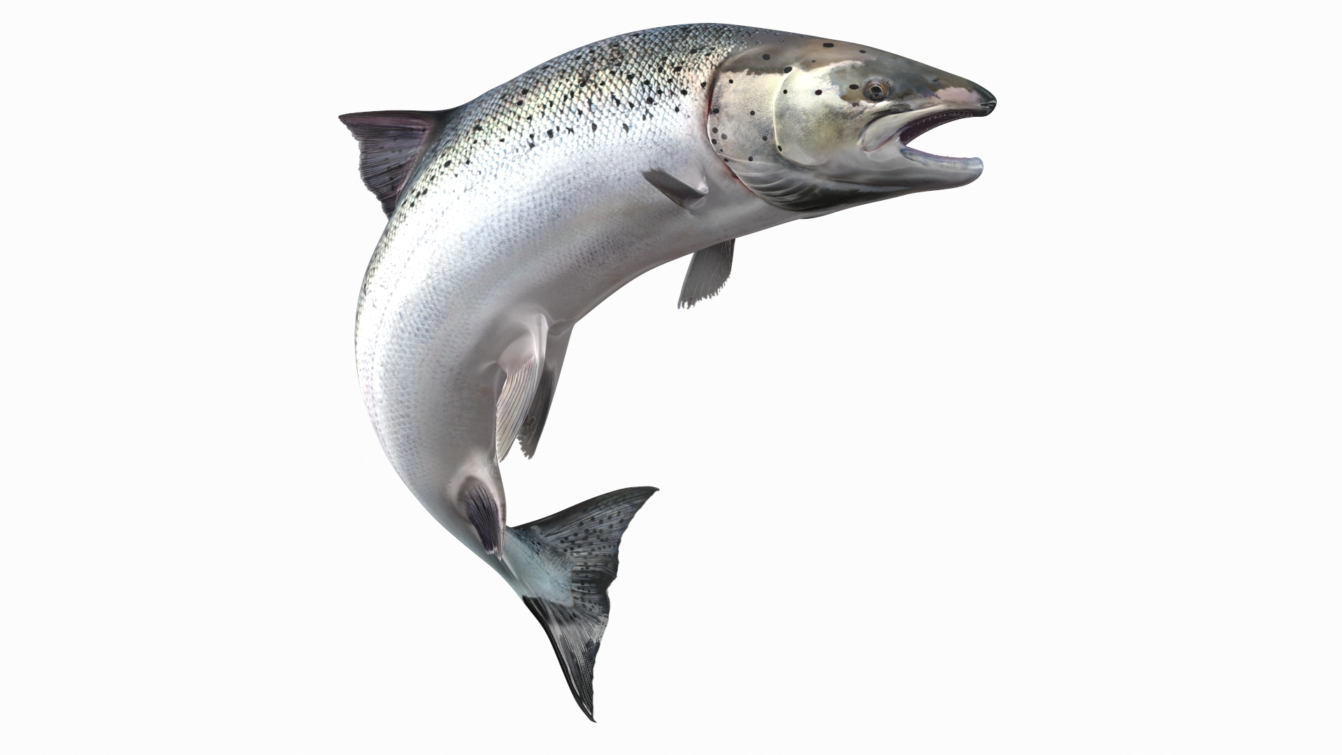 Salmon Jump Pose Atlantic 3D - TurboSquid 1709314