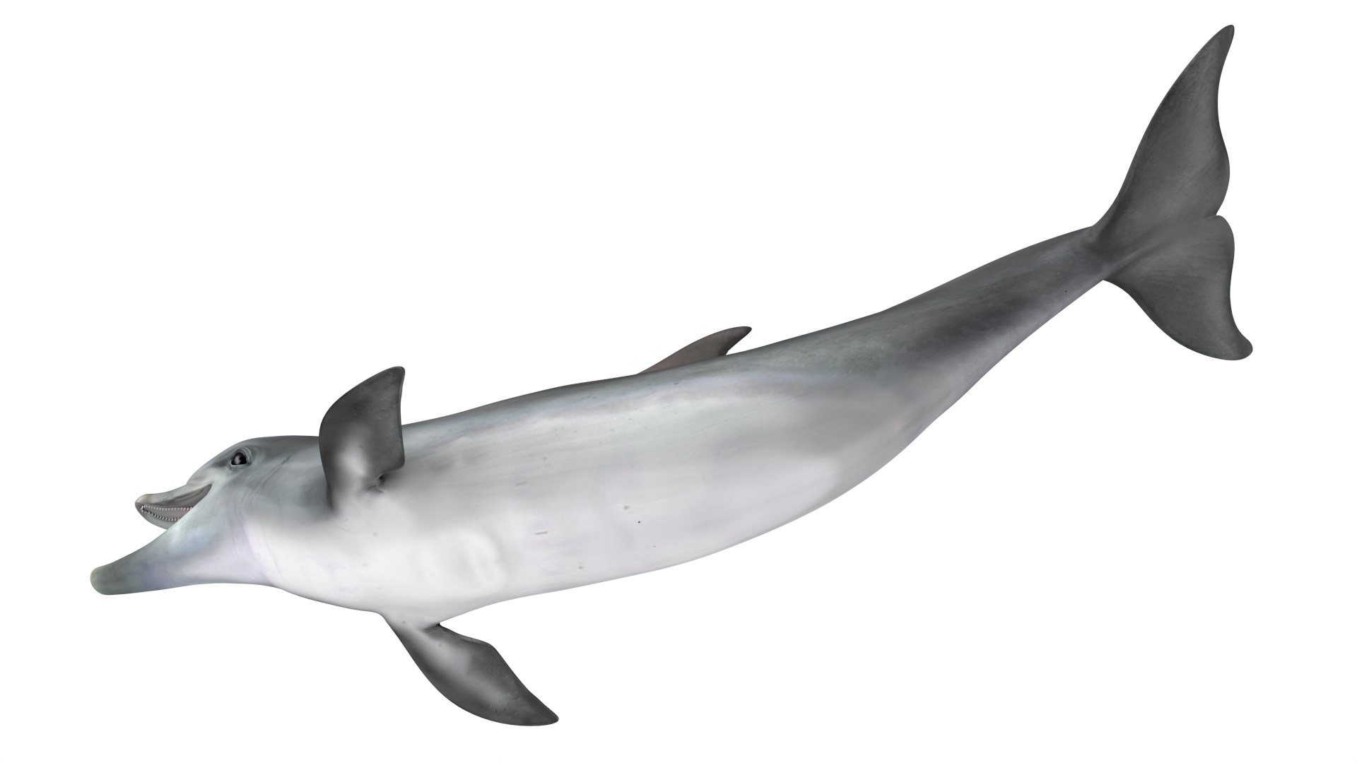 Common Bottlenose Dolphin 3D https://p.turbosquid.com/ts-thumb/Yj/HSOKg8/1i/commonbottlenosedolphin3dsmodel012/jpg/1722520080/1920x1080/fit_q87/335651943bba8e2dc9b742401f6e6b929c37ff15/commonbottlenosedolphin3dsmodel012.jpg