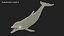 Common Bottlenose Dolphin