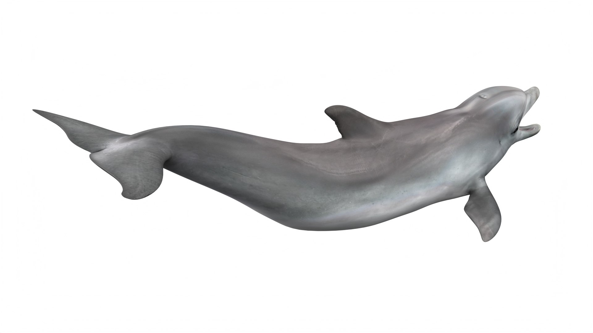 Common Bottlenose Dolphin 3D https://p.turbosquid.com/ts-thumb/Yj/HSOKg8/5f/commonbottlenosedolphin3dsmodel006/jpg/1722520041/1920x1080/fit_q87/121a6825dd219fd04e00a714728ba43f5d2866af/commonbottlenosedolphin3dsmodel006.jpg