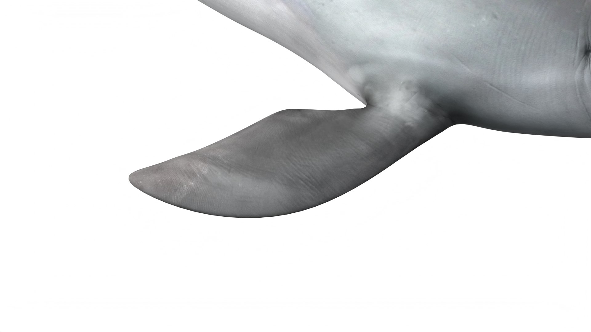 Common Bottlenose Dolphin 3D https://p.turbosquid.com/ts-thumb/Yj/HSOKg8/FN/commonbottlenosedolphin3dsmodel009/jpg/1722520061/1920x1080/fit_q87/9524838bbcea449833e7064712424bb58cda29bf/commonbottlenosedolphin3dsmodel009.jpg