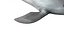 Common Bottlenose Dolphin