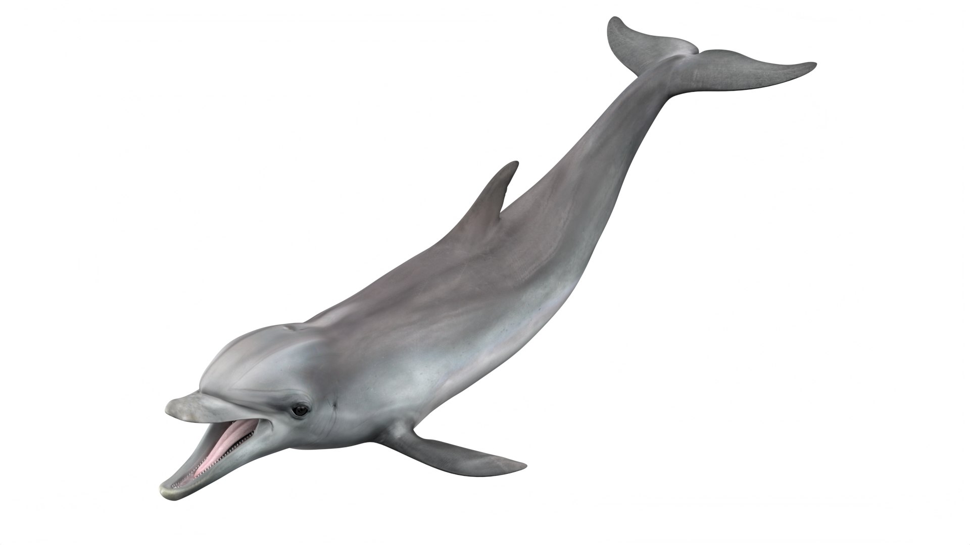 Common Bottlenose Dolphin 3D https://p.turbosquid.com/ts-thumb/Yj/HSOKg8/G5/commonbottlenosedolphin3dsmodel005/jpg/1722520034/1920x1080/fit_q87/88f0d47599c6dd67df3d43c06c8c4bb57e78bd32/commonbottlenosedolphin3dsmodel005.jpg