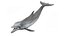 Common Bottlenose Dolphin