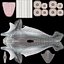 Common Bottlenose Dolphin
