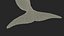 Common Bottlenose Dolphin