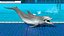 Common Bottlenose Dolphin