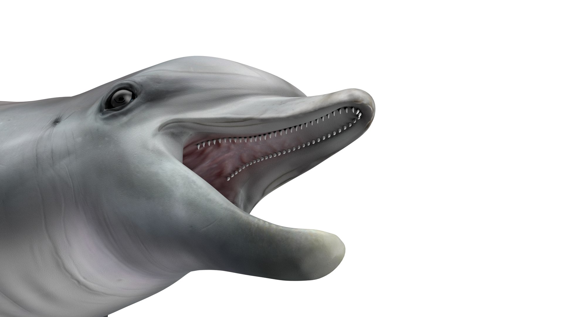 Common Bottlenose Dolphin 3D https://p.turbosquid.com/ts-thumb/Yj/HSOKg8/ZN/commonbottlenosedolphin3dsmodel008/jpg/1722520054/1920x1080/fit_q87/ceab45c51f82a459c66fd9be3d096844dabe94e6/commonbottlenosedolphin3dsmodel008.jpg