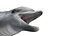 Common Bottlenose Dolphin