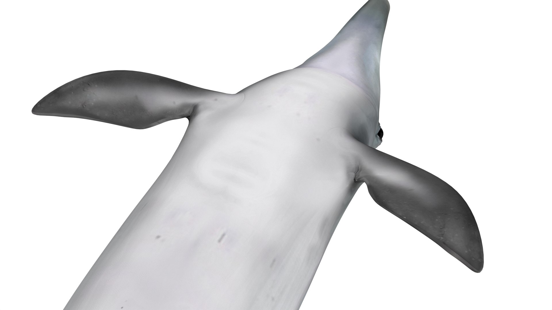 Common Bottlenose Dolphin 3D https://p.turbosquid.com/ts-thumb/Yj/HSOKg8/di/commonbottlenosedolphin3dsmodel010/jpg/1722520067/1920x1080/fit_q87/f787e1967cda3aba58e783fdef6815870cc20868/commonbottlenosedolphin3dsmodel010.jpg