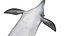 Common Bottlenose Dolphin