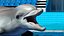 Common Bottlenose Dolphin