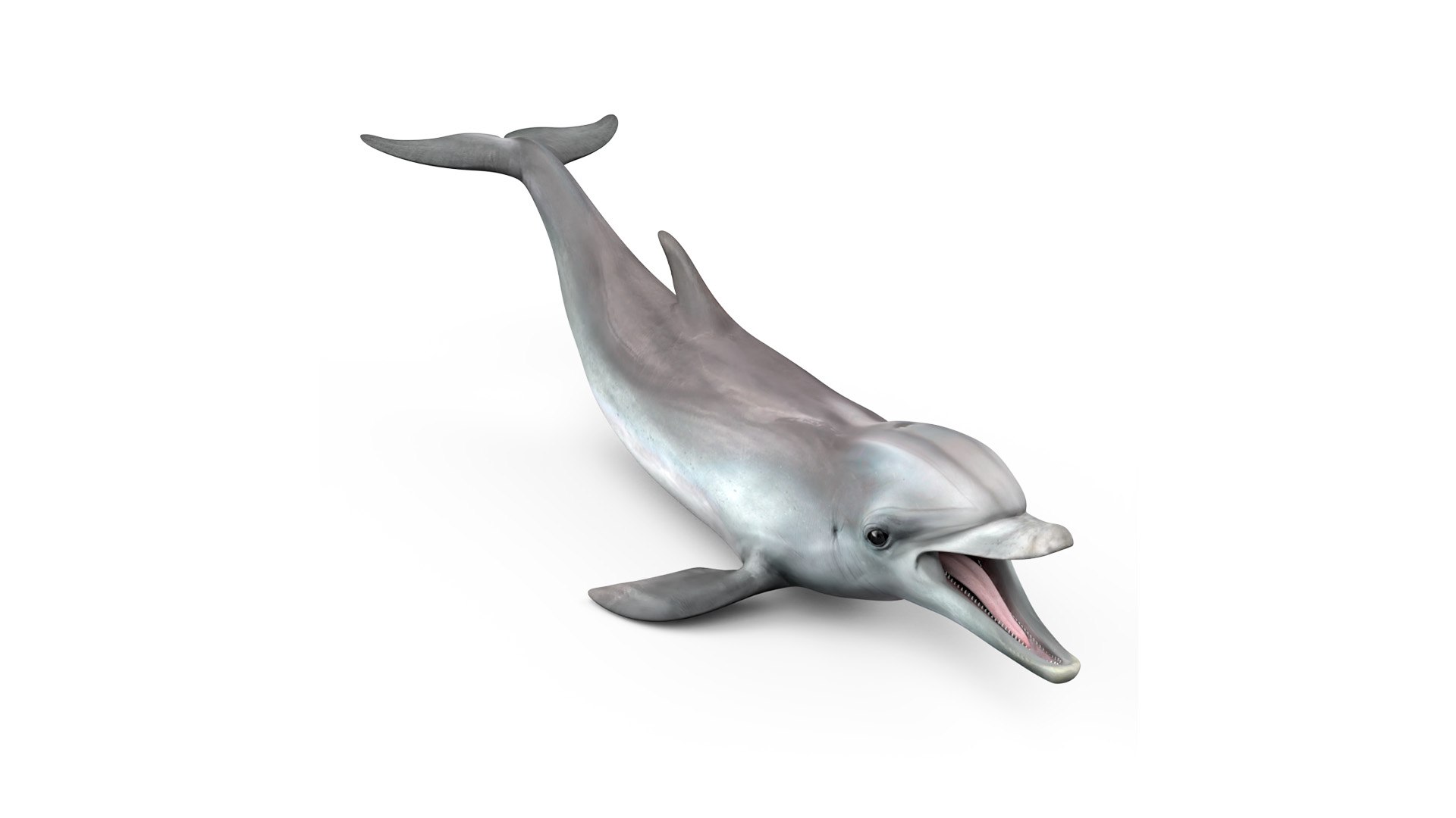 Common Bottlenose Dolphin 3D model preview