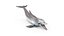 Common Bottlenose Dolphin