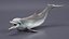 Common Bottlenose Dolphin