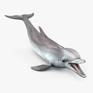 Common Bottlenose Dolphin 3D