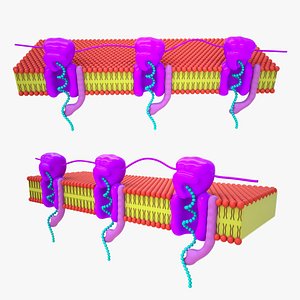 glycoproteins in cell walls 3D model