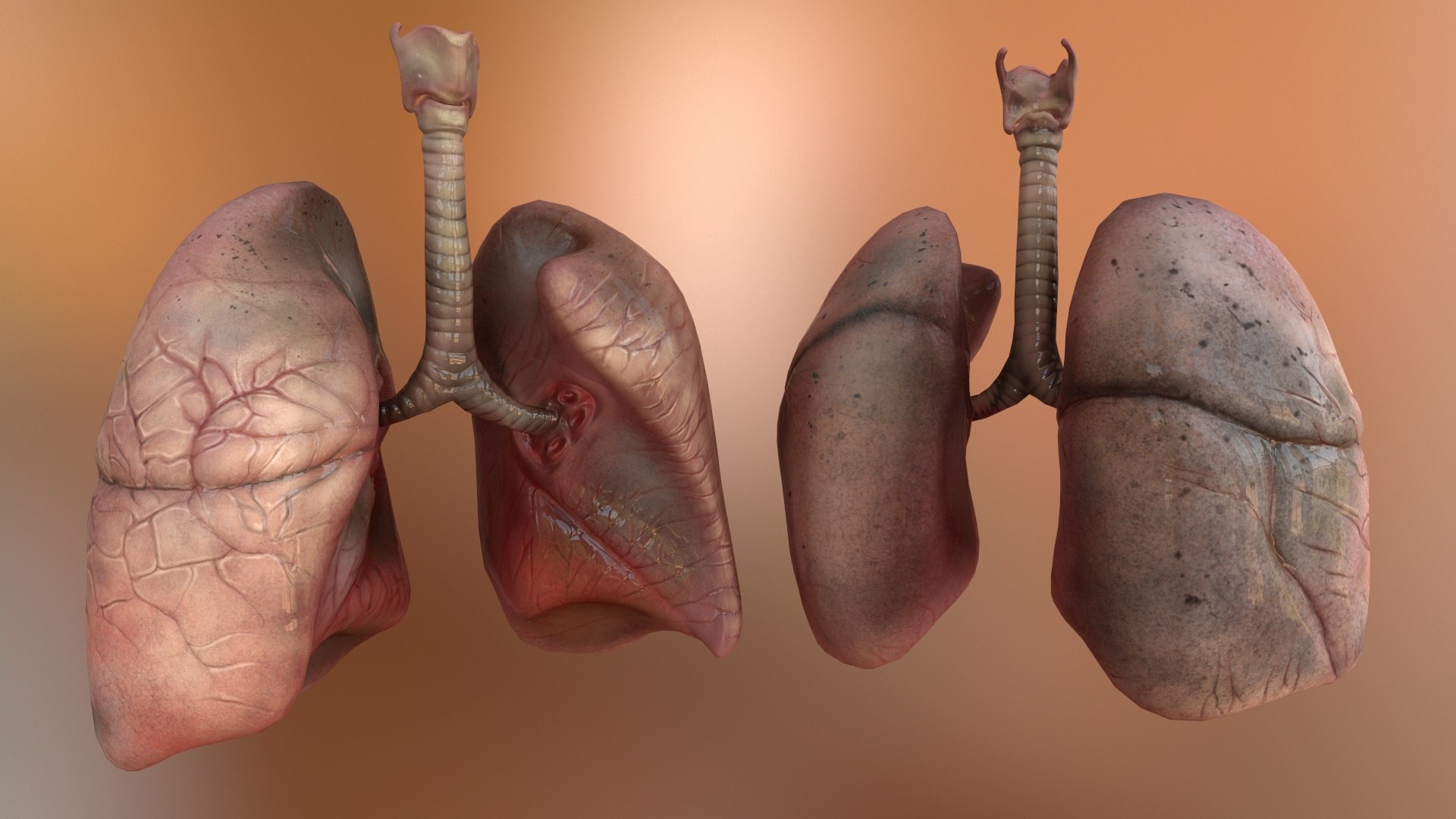 3D human lungs https://p.turbosquid.com/ts-thumb/Yj/RHJLEE/awy5KQBj/screenshot010/jpg/1553410596/1920x1080/fit_q87/3a841acd39b87917d67f5a7921fbbc2fce12e774/screenshot010.jpg