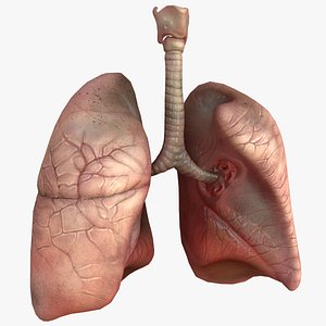 3D human lungs