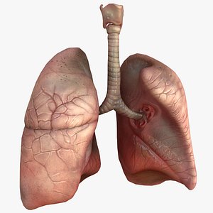 HQ Human Lungs