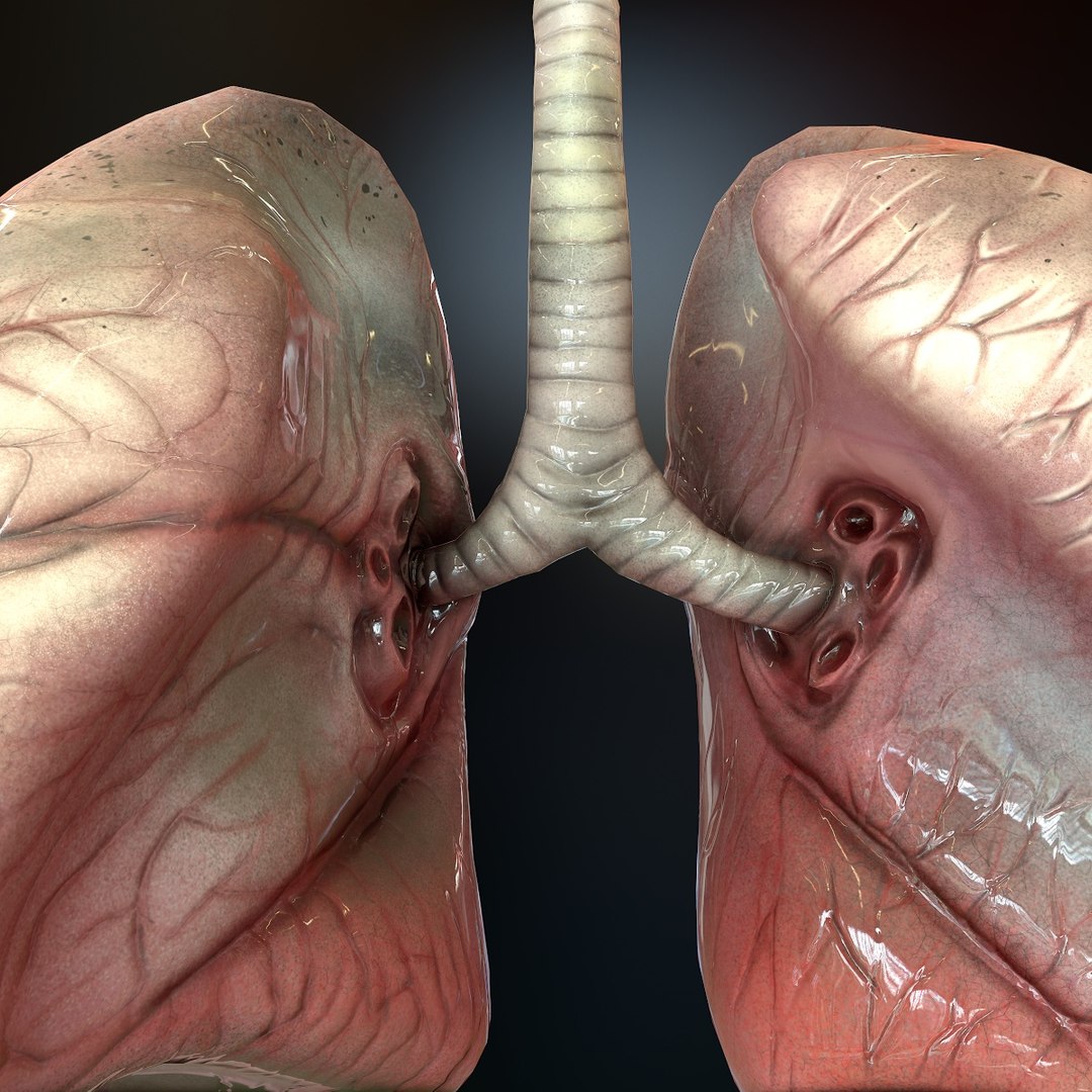 3D human lungs https://p.turbosquid.com/ts-thumb/Yj/RHJLEE/hIrMjEFx/screenshot002/jpg/1553410580/1920x1080/fit_q87/89f0fa2f23dcc37bdd4ef35384e5a8d946032a1b/screenshot002.jpg